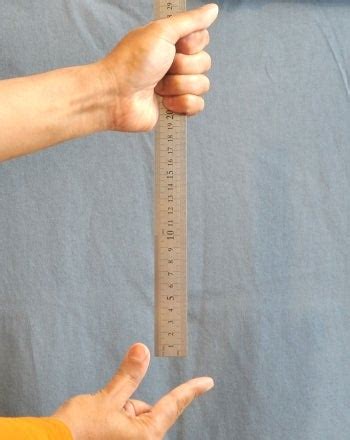 ruler drop test nervous system|steam experiments ruler drop.